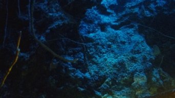 Submarine Diving in the Galápagos