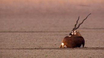 Thar Desert: Sacred Sands