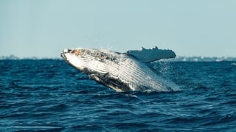 Humpback Song