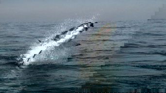 Diaries - Shark Quest