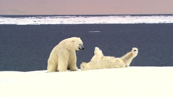 Polar Bears Rolling Around