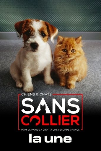 Chiens et chats sans collier