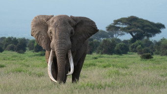 Tusker: Brotherhood of Elephants