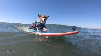 The Surfing Corgi & Bee Dogs