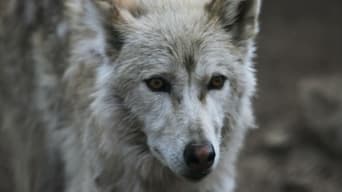 Southern Rocky Mountain Wolf