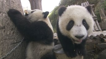 Two Panda Bears are Better Than One
