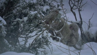 Snow