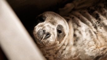 Sam and Mel's Fight for Seals