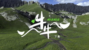 Niuniu the Yak (2)
