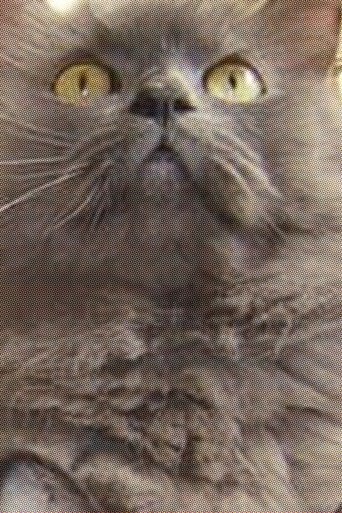 Monstro Cat