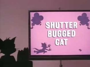 Shutter Bugged Cat