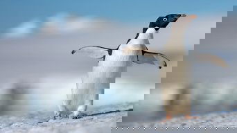 Capa de Penguins