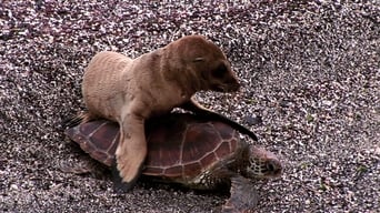 Seal Riding on a Turtle feat. Parry Gripp