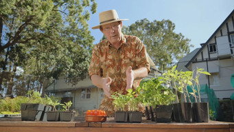 Episode 16 Flower Show, Tomato, Cumquat, Frost & Women