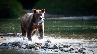 Canada’s Coastal Forests