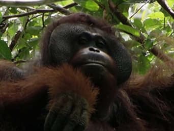 Borneo's Tropical Rainforest
