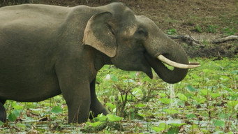 Elephants