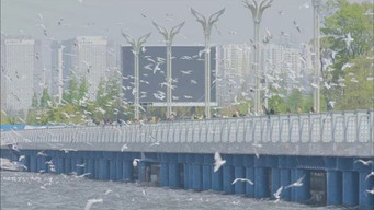 China, Yunnan Province: A City Park Where You Can See Seagulls