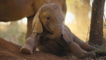The Elephant Calf