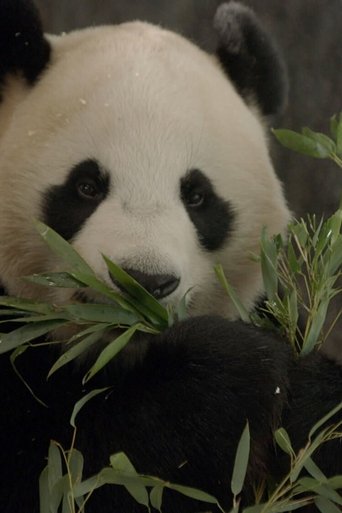De kleine reuzenpanda vliegt uit
