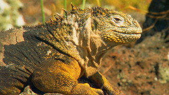 Return to the Galapagos