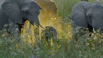 The Lower Zambezi