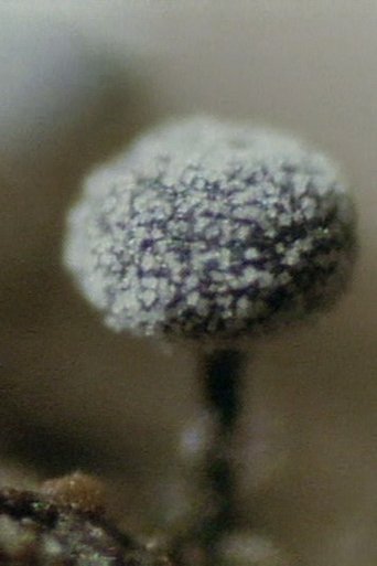 The Life History of True Slime Molds