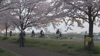 Following the Cherry Blossoms Upstream: A Three-Day Trip Along the Tama River