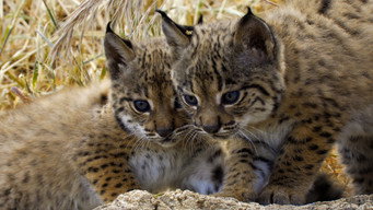 The Lynx Kitten