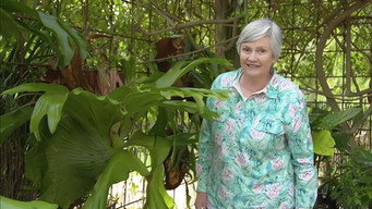 Episode 24 Ferns, Trellis, Water, Courtyard & Wagtail