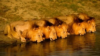 Capa de Brothers in Blood: The Lions of Sabi Sand