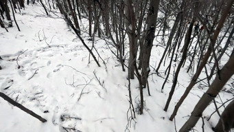 Icebound