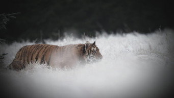 Most Astonishing Creatures
