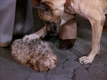 The Decision/Poor Little Rich Girl/Love Me, Love My Dog episode still image