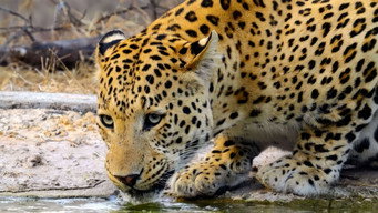 Animals on the Prowl