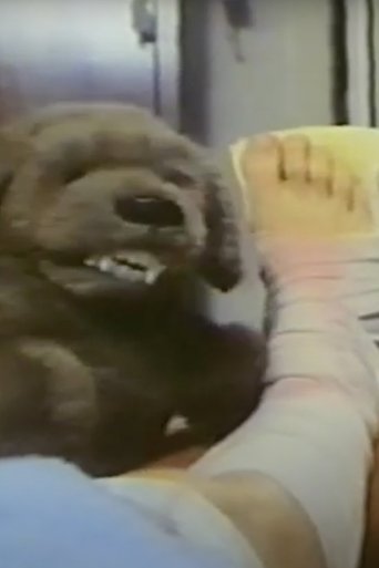Feed the Dog