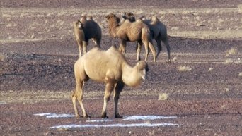 Diaries - Wild Camel Chase