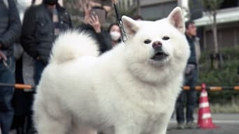 Dog Parade Marks 100 Years Since Birth of Hachiko