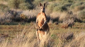 Desert of the Red Kangaroo