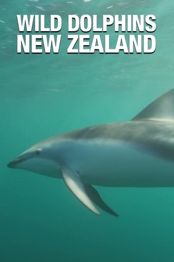Wild Dolphins