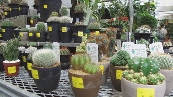 Seeds of Happiness at a Tokyo Garden Center