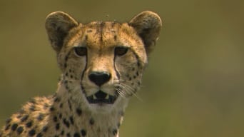 Cheetah, Cheetah