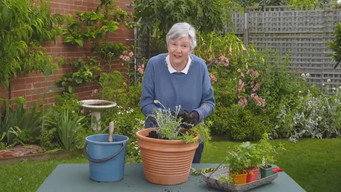 Episode 5 Mango, Grass Tree, Herbs, Indoor Plant & Light