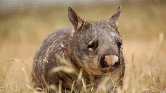 Realm of the Wombat