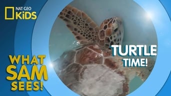 Turtle Time!