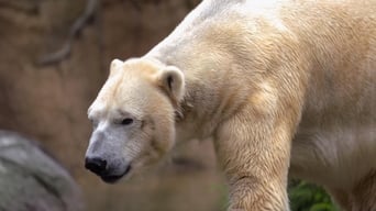 Polar Bear Opposites