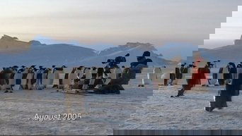 Diaries - Alive in the Freezer