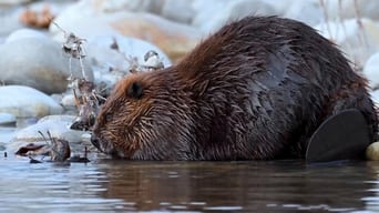 Eager Beavers