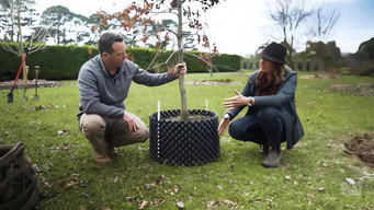 Episode 18 Planting Trees, Native Climbers & Kiwi Prune