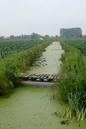 Return to the Brouck: The Fenland, 40 Years On 在线观看和下载完整电影